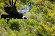 Andean condor (Vultur gryphus) wild bird visiting rehabilitation center, Kondor Huasi Rehabilitation Center, Hacienda Zuleta, Cayambe, Ecuador. Did you know? The Andean Condor is a national symbol of...