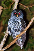Black and white owl (Strix nigrolineata) eyes red from camera flash, San Isidro, Eastern Slope Tropical Andes, Andean Cloud Forest, East slope, Ecuador