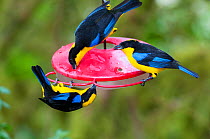 Blue wing mountain tanagers (Anisognathus somptuosus) on a feeder, Bellavista cloud forest private reserve, 1700m altitude, Tandayapa Valley, Andean cloud forest, Tropical Andes, Ecuador