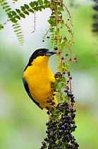 Blue winged mountain tanager (Anisognathus somptuosus) feeding on fruit, Bellavista cloud forest private reserve, 1700m altitude, Tandayapa Valley, Andean cloud forest, Tropical Andes, Ecuador