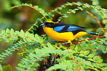 Blue winged mountain tanager (Anisognathus somptuosus) Bellavista cloud forest private reserve, 1700m altitude, Tandayapa Valley, Andean cloud forest, Tropical Andes, Ecuador