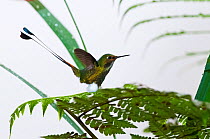 Booted racket tail (Ocreatus underwoodii) Bellavista cloud forest private reserve, 1700m altitude, Tandayapa Valley, Andean cloud forest, Tropical Andes, Ecuador