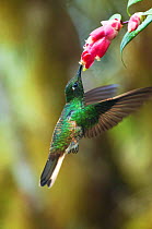 Buff tailed coronet (Boissonneaua flavescens) feeding at flowers, Bellavista cloud forest private reserve, Tandayapa Valley, Andean cloud forest, Tropical Andes, Ecuador