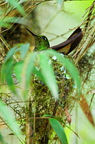 Buff tailed coronet (Boissonneaua flavescens) at nest, Bellavista cloud forest private reserve, Tandayapa Valley, Andean cloud forest, Tropical Andes, Ecuador