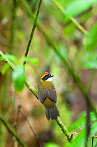 Chestnut capped brush finch (Arremon brunneinucha) rear view, Guango private reserve, Papallacta Valley, Andean Cloud Forest, Ecuador