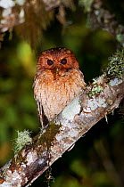Cinnamon screech owl (Megascops petersoni) Bellavista cloud forest private reserve, 1700m altitude, Tandayapa Valley, Andean cloud forest, West slope, Tropical Andes, Ecuador