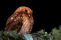Cinnamon screech owl (Megascops petersoni) portrait, Bellavista cloud forest private reserve, 1700m altitude, Tandayapa Valley, Andean cloud forest, West slope, Tropical Andes, Ecuador