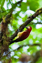 Crimson-mantled woodpecker (Colaptes rivolii) feeding on insects on branch, Bellavista cloud forest private reserve, 1700m altitude, Tandayapa Valley, Andean cloud forest, Ecuador