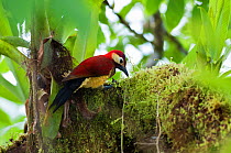 Crimson-mantled woodpecker (Colaptes rivolii) feeding on insects on branch, Bellavista cloud forest private reserve, 1700m altitude, Tandayapa Valley, Andean cloud forest, Ecuador