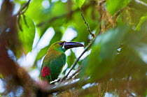 Crimson rumped toucanet (Aulacorhynchus haematopygus) Bellavista cloud forest private reserve, 1700m altitude, Tandayapa Valley, Andean cloud forest, Ecuador