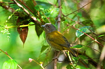 Dusky bush tanager (Chlorospingus) Bellavista cloud forest private reserve, 1700m altitude, Tandayapa Valley, Andean cloud forest, West slope, Tropical Andes, Ecuador