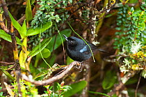 Glossy flowerpiercer (Diglossa lafresnayii) robs nectar by puncturing flower base, Yanacocha Reserve, Jocotoco Foundation, 3,200m altitude on west slope of Pichincha Volcano, Andean cloud forest, Ecua...