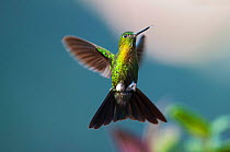 Golden breasted puffleg (Eriocnemis mosquera) hummingbird Yanacocha Reserve, Jocotoco Foundation, 3,200m altitude on west slope of Pichincha Volcano, Andean cloud forest, West slope, Tropical Andes, E...