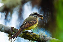 Golden crowned flycatcher (Myiodynastes chrysocephalus) with insect prey in beak, Bellavista cloud forest private reserve, 1700m altitude, Tandayapa Valley, Andean cloud forest, Ecuador