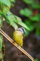 Golden crowned flycatcher (Myiodynastes chrysocephalus) Bellavista cloud forest private reserve, 1700m altitude, Tandayapa Valley, Andean cloud forest, Ecuador