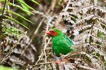 Grass green tanager (Grass-green tanager) Bellavista cloud forest private reserve, 1700m altitude, Tandayapa Valley, Andean cloud forest, West slope, Tropical Andes, Ecuador