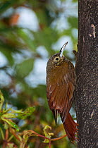 Long tailed woodcreeper (Deconychura longicauda) on tree trunk, San Isidro, Eastern Slope Tropical Andes, Andean Cloud Forest, East slope, Ecuador