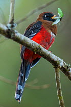 Masked trogon (Trogon personatus) with insect prey, Bellavista cloud forest private reserve, 1700m altitude, Tandayapa Valley, Andean cloud forest, Ecuador