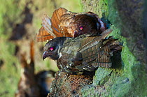 Oilbird (Steatornis caripensis) nocturnal birds roosting and nesting in along walls of deep, narrow gorge in farmland, Tandayapa Valley, 1500m altitude, Ecuador