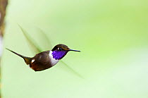 Purple throated woodstar (Calliphlox mitchellii) hovering with wings blurred, Bellavista cloud forest private reserve, 1700m altitude, Tandayapa Valley, Andean cloud forest, Ecuador