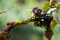Rufous bellied nightjar (Lurocalis rufiventris) Angel Paz reserve, Mindo region, Andean cloud forest, West slope, Tropical Andes, Ecuador
