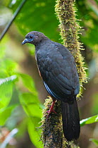 Sickle-winged guan (Chamaepetes goudotii) at rest, Bellavista cloud forest private reserve, 1700m altitude, Tandayapa Valley, Andean cloud forest, Ecuador