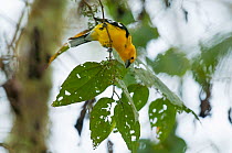 Golden bellied / Southern yellow grosbeak (Pheucticus chrysogaster) male, Bellavista cloud forest private reserve, 1700m altitude, Tandayapa Valley, Andean cloud forest, Ecuador