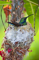 Sparkling violetear hummingbird (Colibri coruscans) incubating eggs at nest, Andean cloud forest, Ecuador