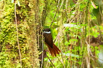 Streaked tuftedcheek (Pseudocolaptes boissonneautii) bird, Bellavista cloud forest private reserve, 1700m altitude, Tandayapa Valley, Andean cloud forest, West slope, Tropical Andes, Ecuador
