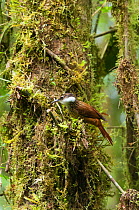 Streaked tuftedcheek ( Bellavista cloud forest private reserve, 1700m altitude, Tandayapa Valley, Andean cloud forest, West slope, Tropical Andes, Ecuador