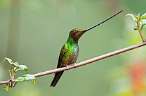 Sword billed hummingbird (Ensifera ensifera) profile showing beak is longer than body, Yanacocha Reserve, Jocotoco Foundation, 3,200m altitude on west slope of Pichincha Volcano, Andean cloud forest,...
