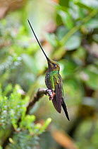 Sword billed hummingbird (Ensifera ensifera) profile showing beak is longer than body, Yanacocha Reserve, Jocotoco Foundation, 3,200m altitude on west slope of Pichincha Volcano, Andean cloud forest,...