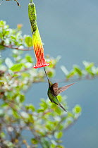 Sword billed hummingbird (Ensifera ensifera) showing how it uses its long beak to feed on specific flowers, Yanacocha Reserve, Jocotoco Foundation, 3,200m altitude on west slope of Pichincha Volcano,...