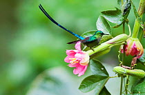 Violet tailed sylph (Aglaiocercus coelestis) Guango private reserve, Papallacta Valley, Andean Cloud Forest, East slope, Ecuador