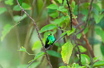 Western emerald hummingbird (Chlorostilbon melanorhynchus) Tandayapa Valley, 1500m altitude, Andean cloud forest, Ecuador