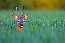 Roe deer (Capreolus capreolus) buck  in cereal field, UK June