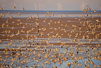 Knot (Calidris canuta) flock in flight on foreshore with wind turbines in distance, Liverpool Bay, UK December