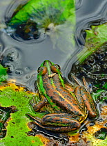 Dahl's Aquatic frog (Litoria dahli) in water,~Bamarru Plains, North West Territories, Australia