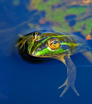 Dahl's Aquatic frog (Litoria dahli) in water, Bamarru Plains, North West Territories, Australia