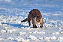 European otter (Lutra Lutra) running on frozen pond, UK, taken in controlled conditions January