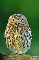 Little Owl (Athene noctua) portrait, Wales, UK June