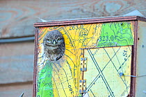 Little Owl (Athene noctua) owlet in nest box, Salisbury Plain, Wiltshire, UK, June