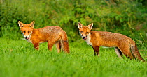 Red fox (Vulpes Vulpes) cub and mother licking nose with tongue, UK, taken in controlled conditions, August