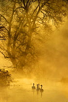 Mute swans (Cygnus olor) on river during misty sunrise, Wales, UK December