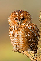 Tawny owl (Strix aluco) portrait, UK, taken in controlled conditions, February