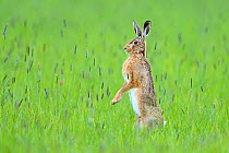 European hare (Lepus europaeus) male standing on hind legs watching female, UK, April. Highly commended Habitat category, British Wildlife Photographer of the Year Awards (BWPA) 2013