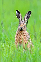 European hare (Lepus europaeus) in field, UK, April