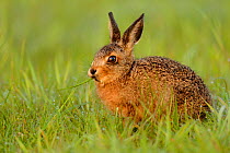 European hare (Lepus europaeus) leveret eating grass in field, UK, May