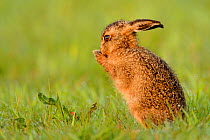 RF- European hare (Lepus europaeus) leveret cleaning, UK, May. (This image may be licensed either as rights managed or royalty free.)