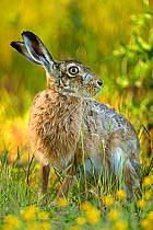 European hare (Lepus europaeus) in field, UK, May